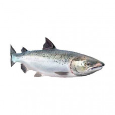 Salmon Norway 1kg