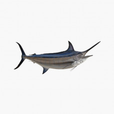 Blue Marlin Fish India 1kg