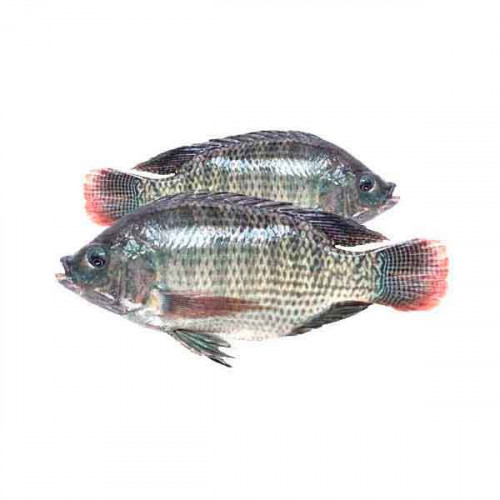 Tilapia Fresh Big 1kg