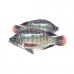 Tilapia Fresh Big 1kg