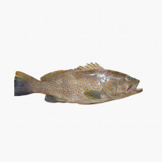 Suman Fish Qatar kg