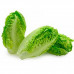 Lettuce Gem Spain 1 Pc - خس جيم إسبانيا 1حبة 