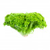 Lettuce Lollo Bionda 1 Pkt - خس لولو بيوندا 1عبوة 