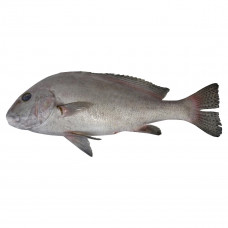 White Snapper Fish Doha 1Kg