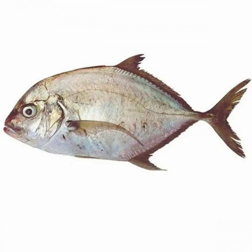 Malabar Trevally Doha 1Kg